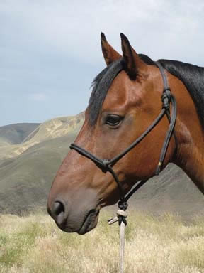 Bay horse in black rope halter.